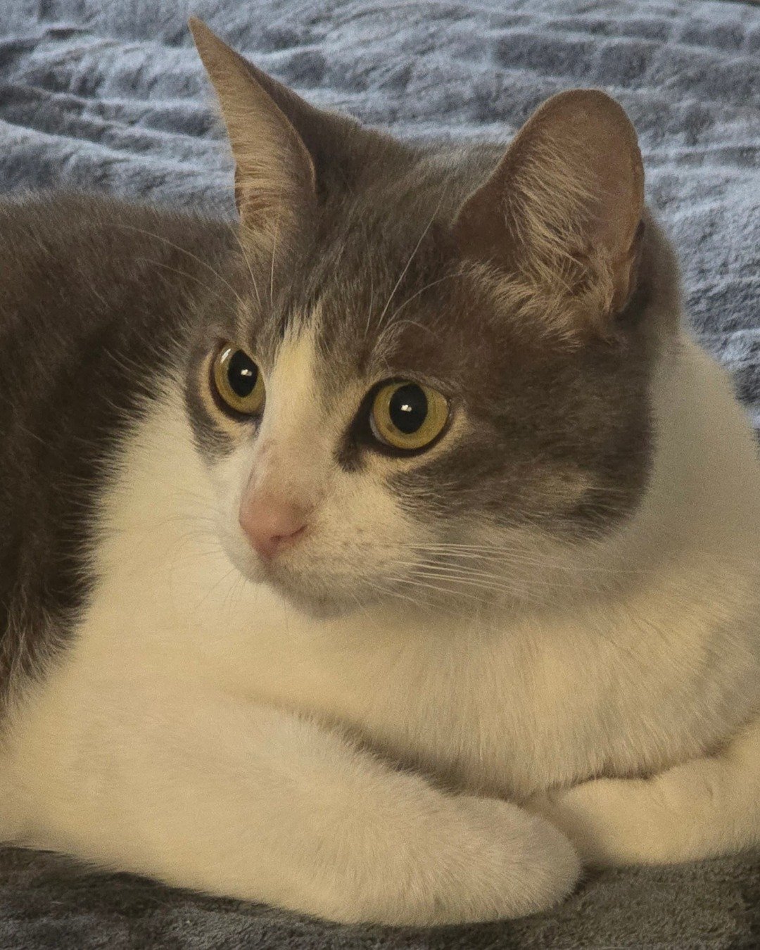 bingo. Cat, Kitten