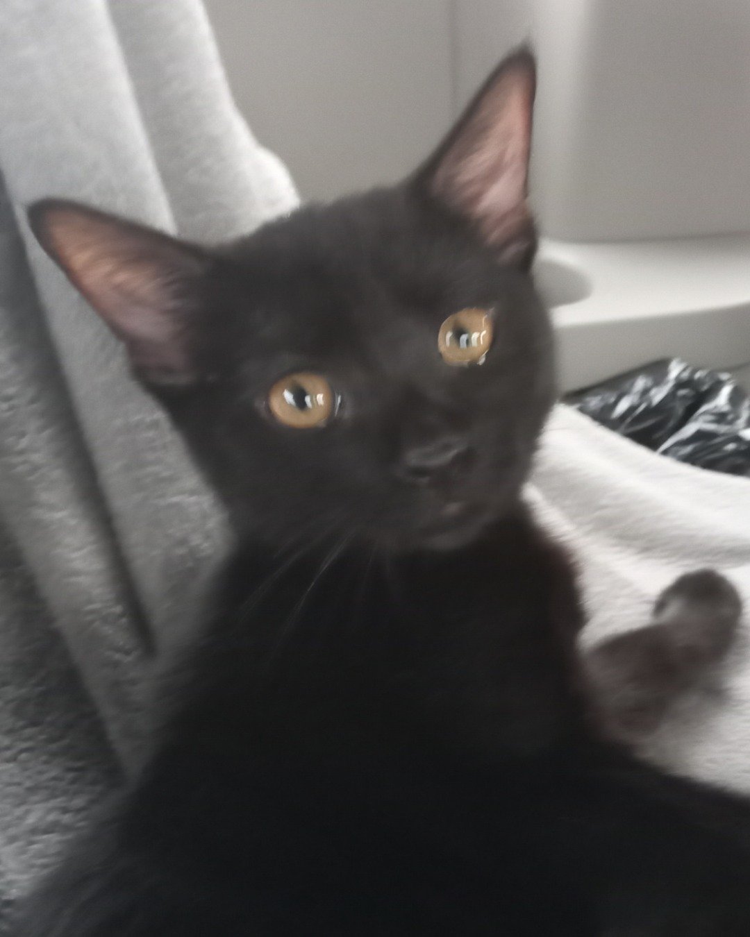 Hercules (Cool Herc) the Black cat. Cat, Black Cat