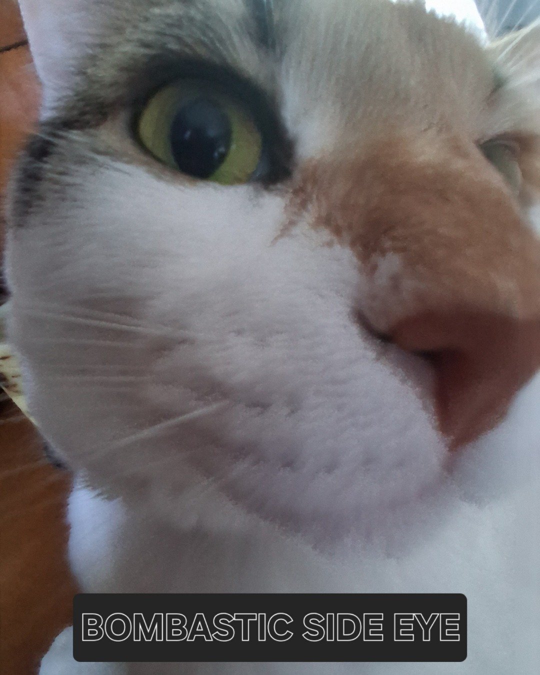 Callie the Calico maincoom. Snout, Cat