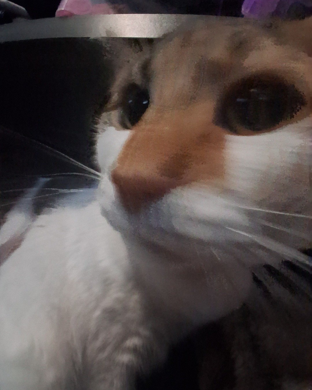 Callie the Calico maincoon. Cat, Kitten, Dog
