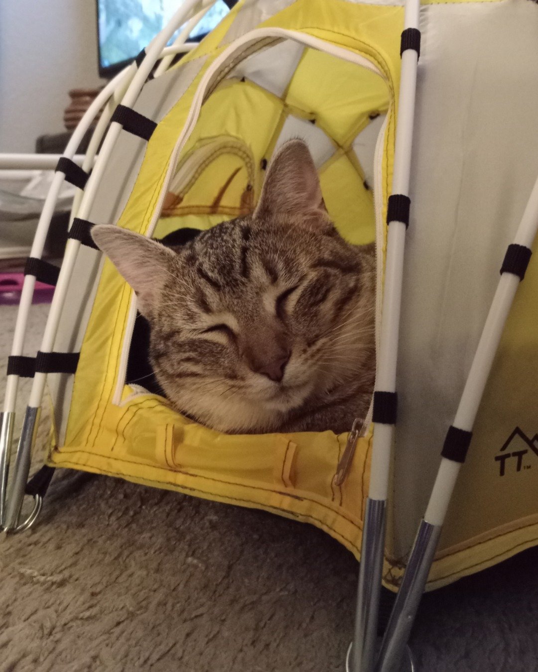 Cheddar Biscuit the Brown Tabby Shorthair. Architecture, Building, Outdoors, Shelter, Furniture, Cushion