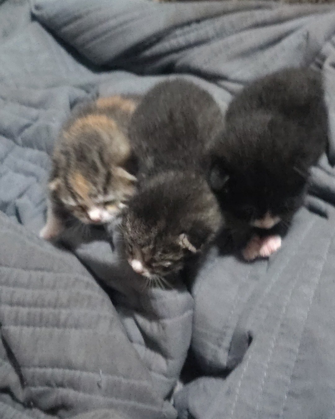 China the tabby. Cat, Kitten, Blanket