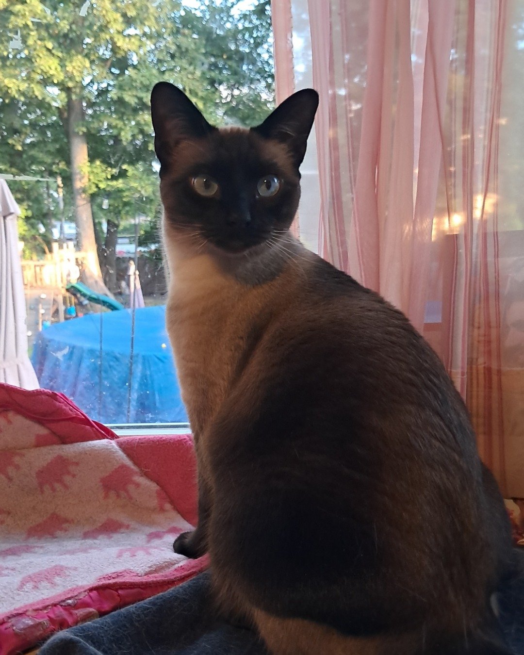 Luna🌙💫 (twin of Stella) the Siamese. Cat, Plant, Potted Plant, Person