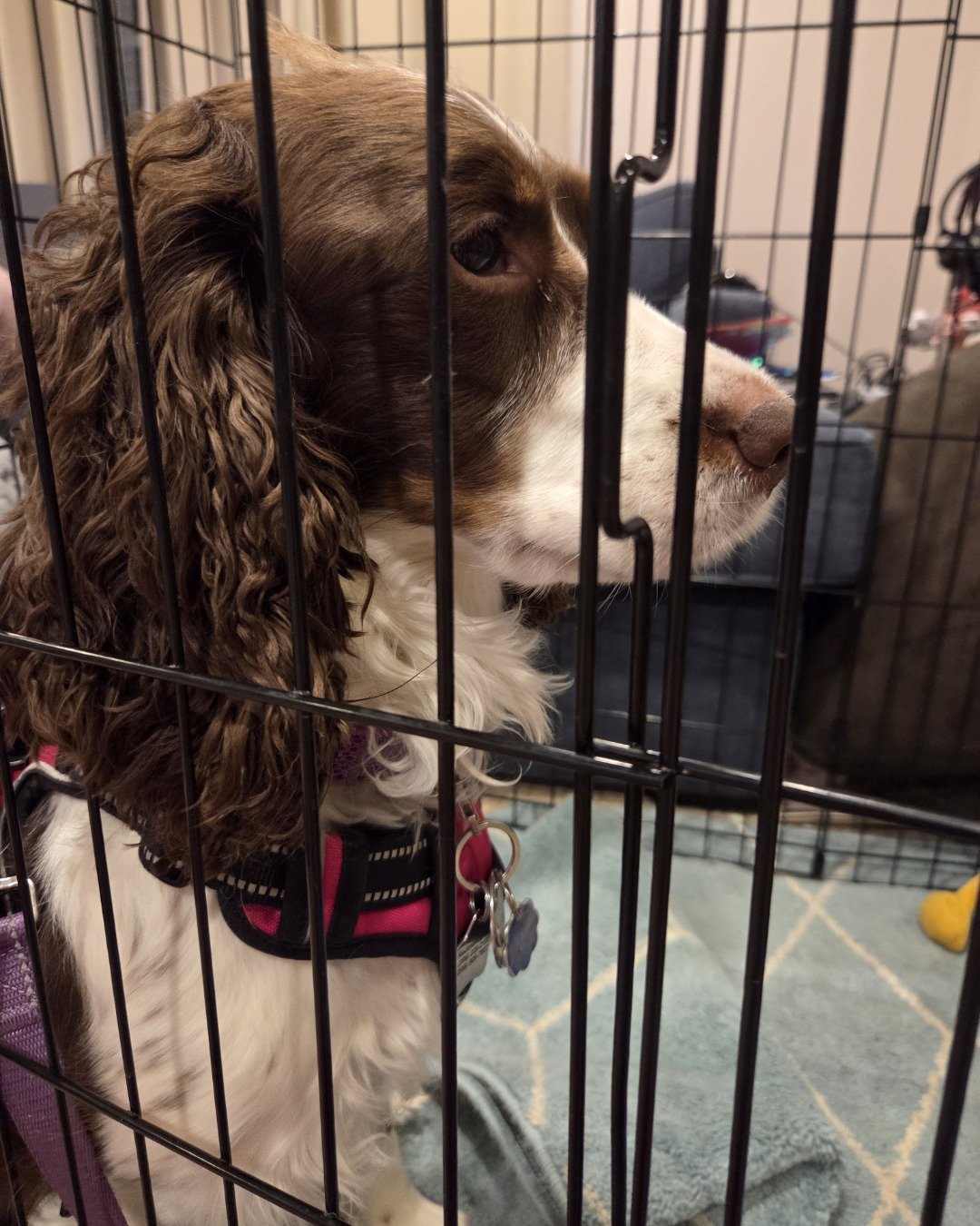 Sparky the English Springer Spaniel. Dog House, Den, Indoors, Dog