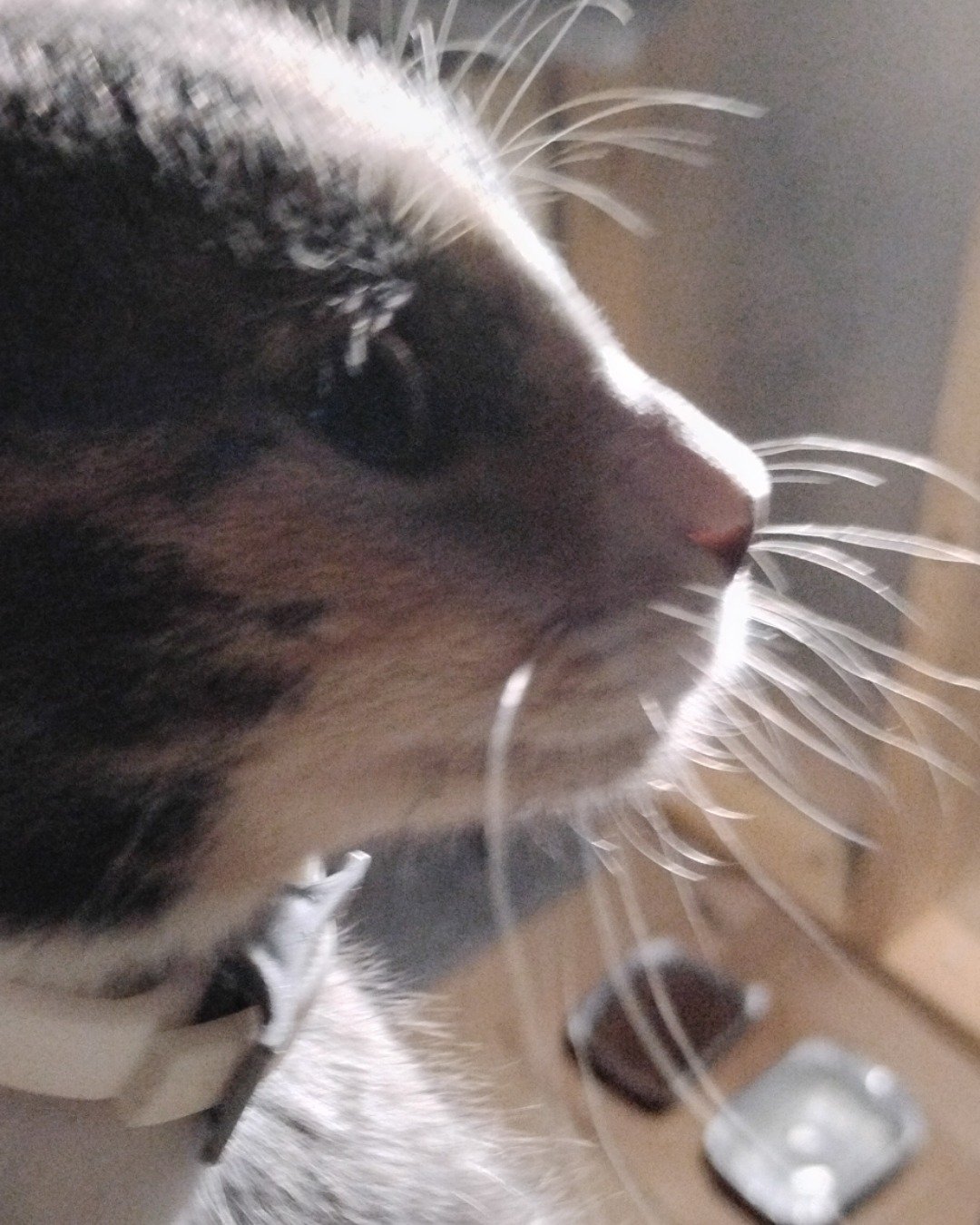princess the tortico — Cat, Kitten, Electronics