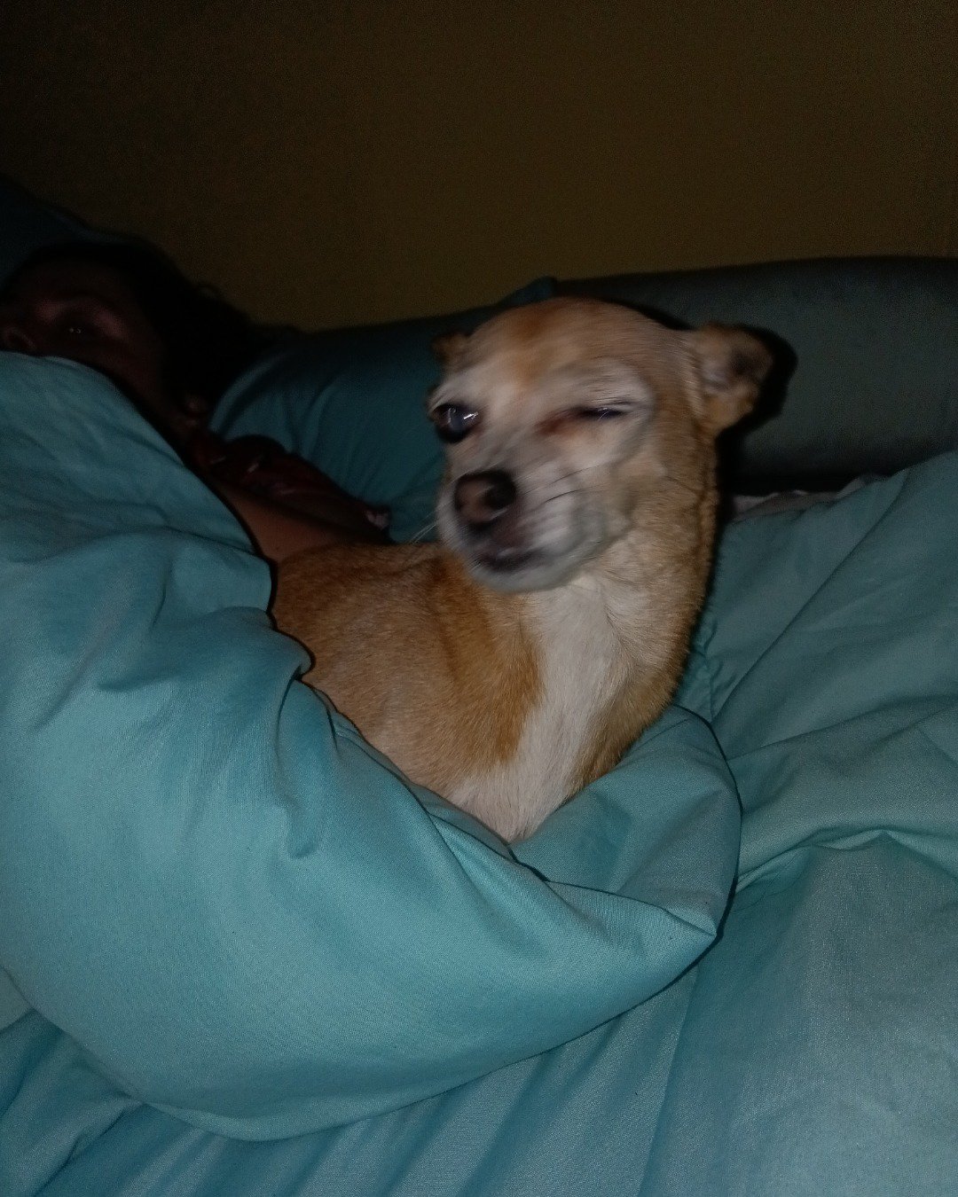 ginger the rat. Dog, Puppy, Cushion, Home Decor, Blanket, Couch