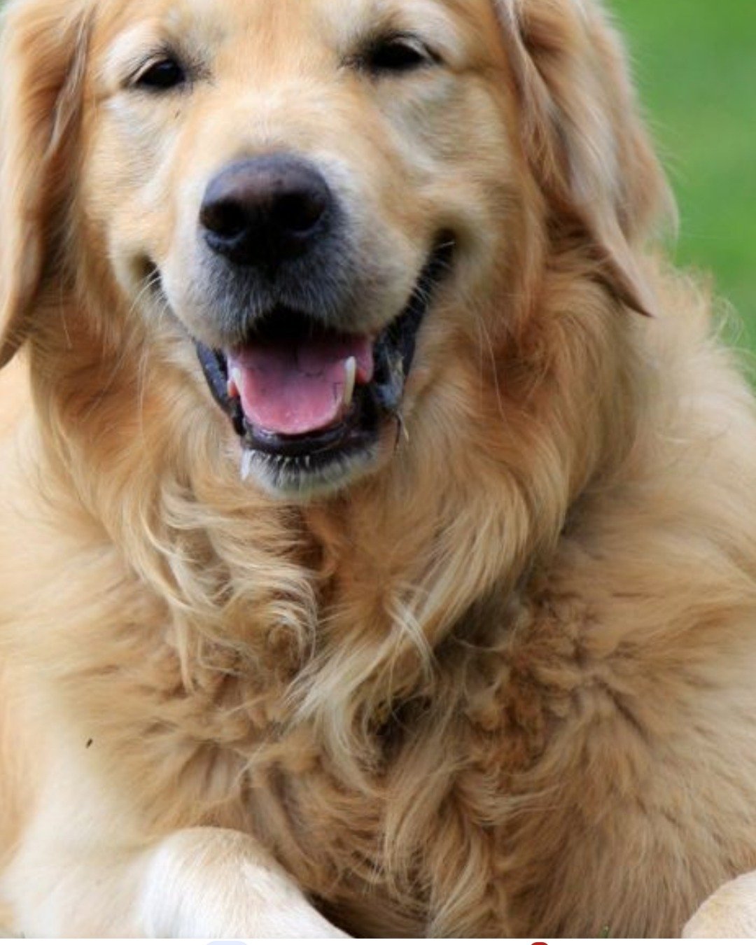 hali. Dog, Golden Retriever