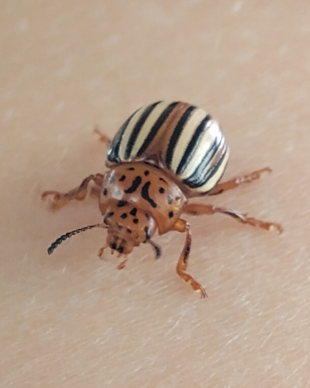 Tater the False Potato Beetle. Insect, Invertebrate