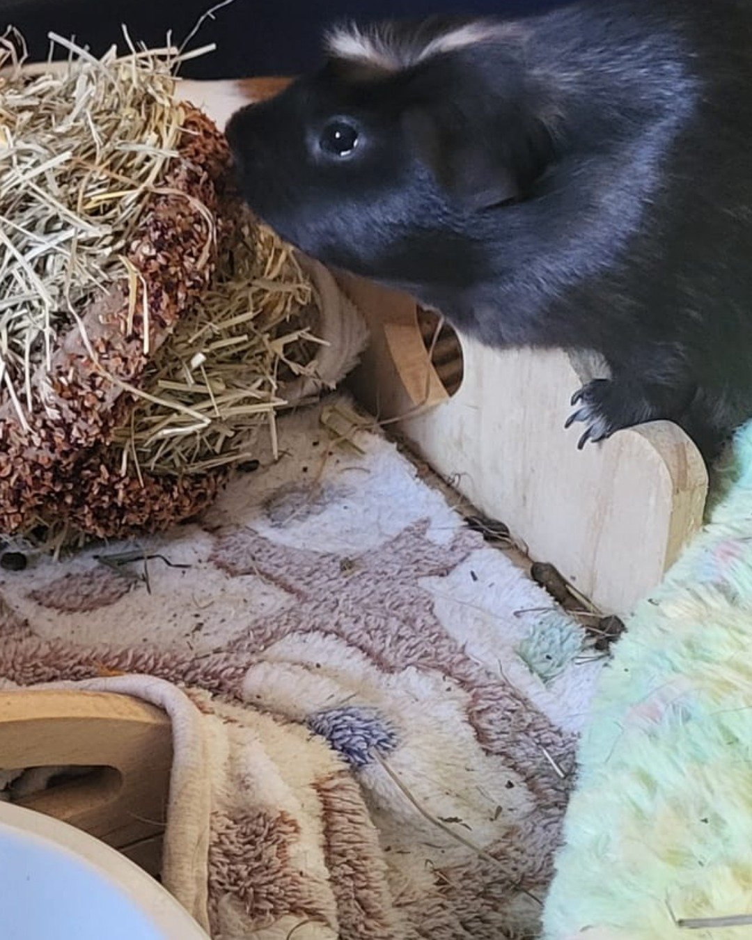Raven the Guinea pig. Rat, Rodent, Rabbit