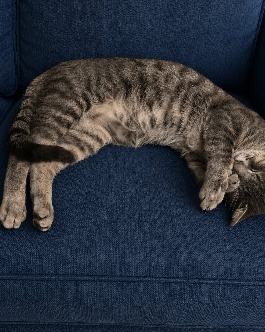 Bleu. Couch, Furniture, Cat, Chair