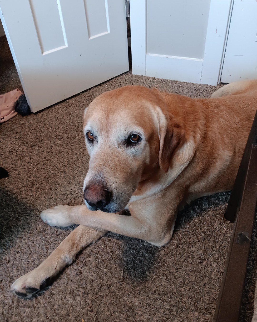 Marley the dark yellow lab. Floor, Door, Dog, Labrador Retriever, Puppy, Flooring