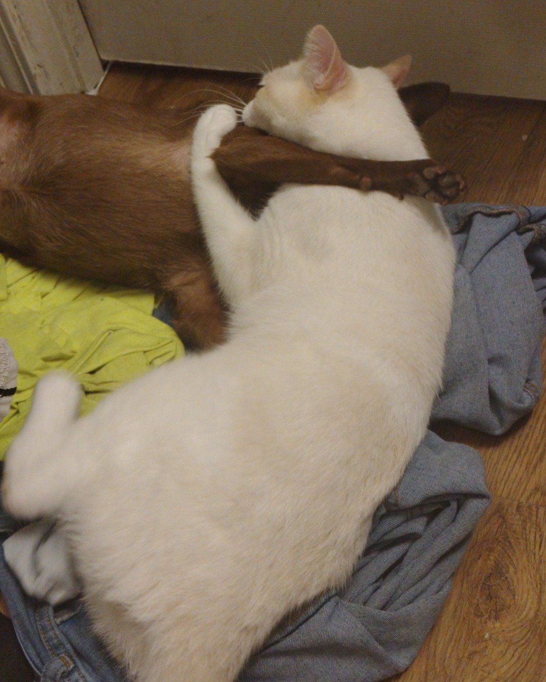 Coco and Mr Bing Bing the fire cat and a Chihuahua and Pomeranian. Person, Sleeping, Cat, Wood