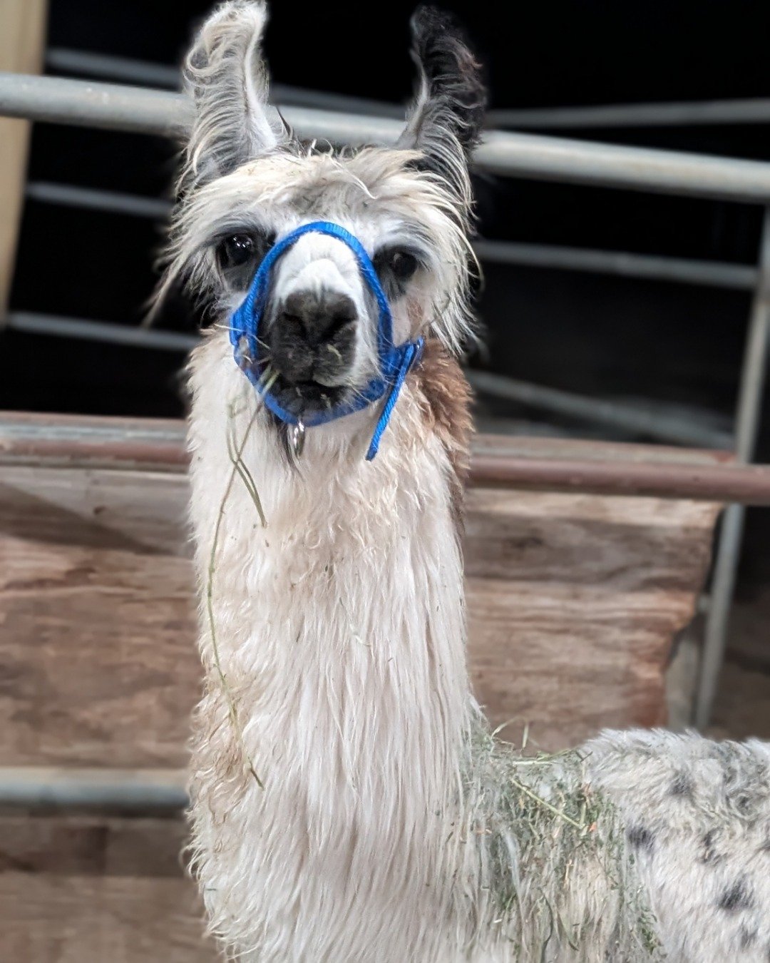 Stanley the Llama. Llama, Dog
