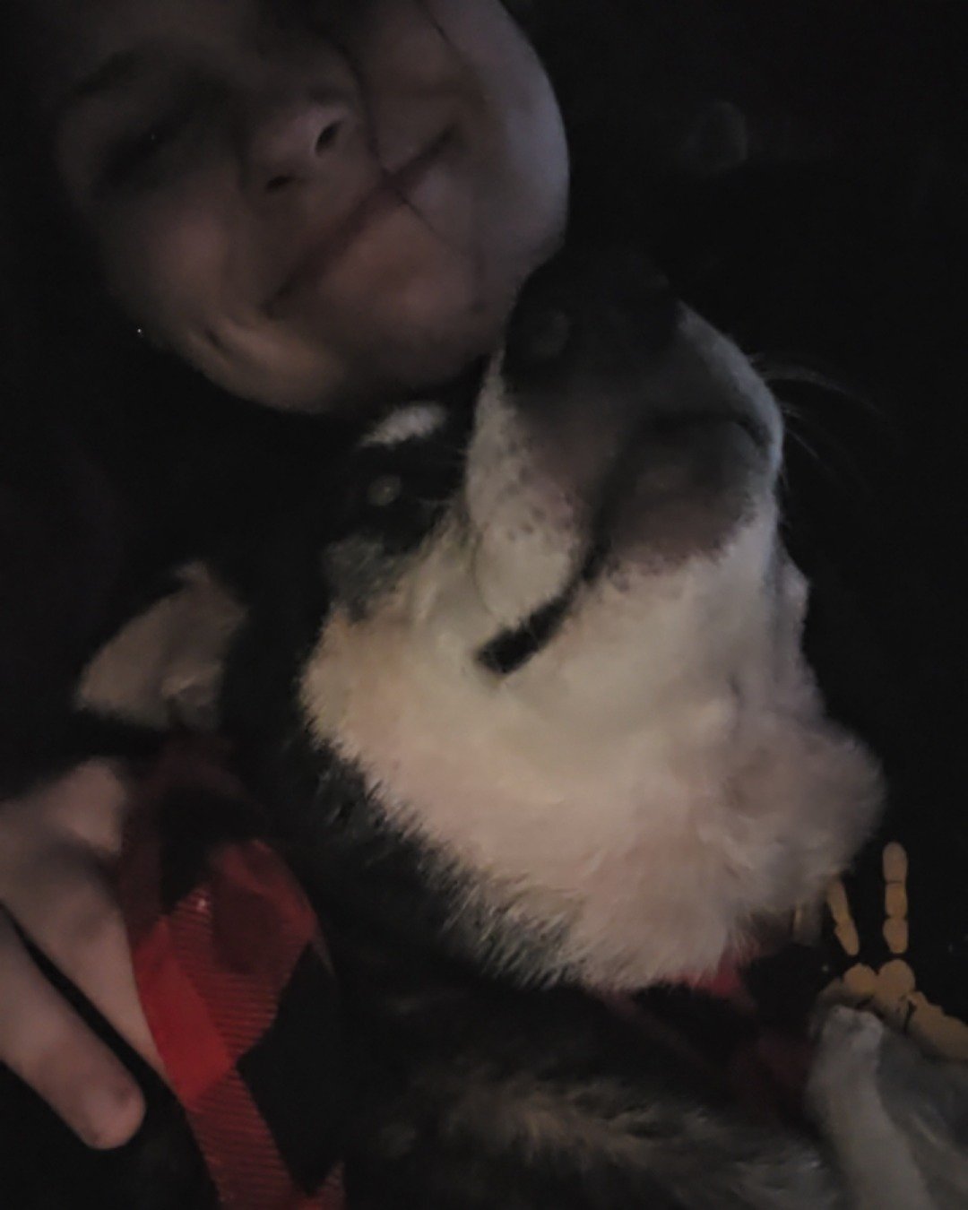 Olive the Shiba/Heeler. Dog, Puppy, Person, Husky