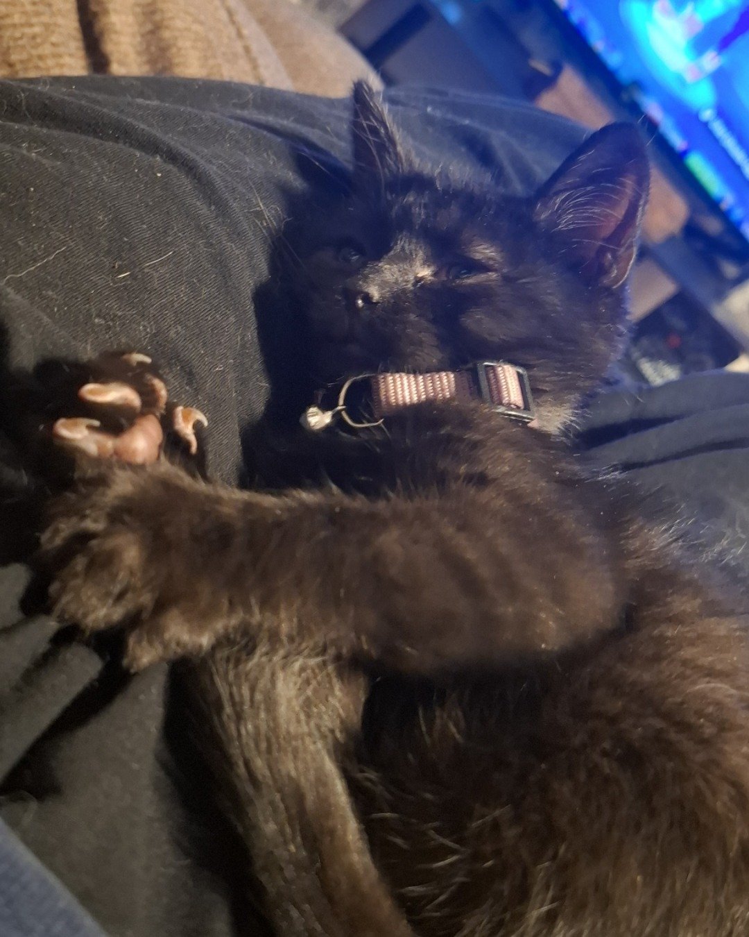 Aries the Black cat. Cat, Kitten, Dog