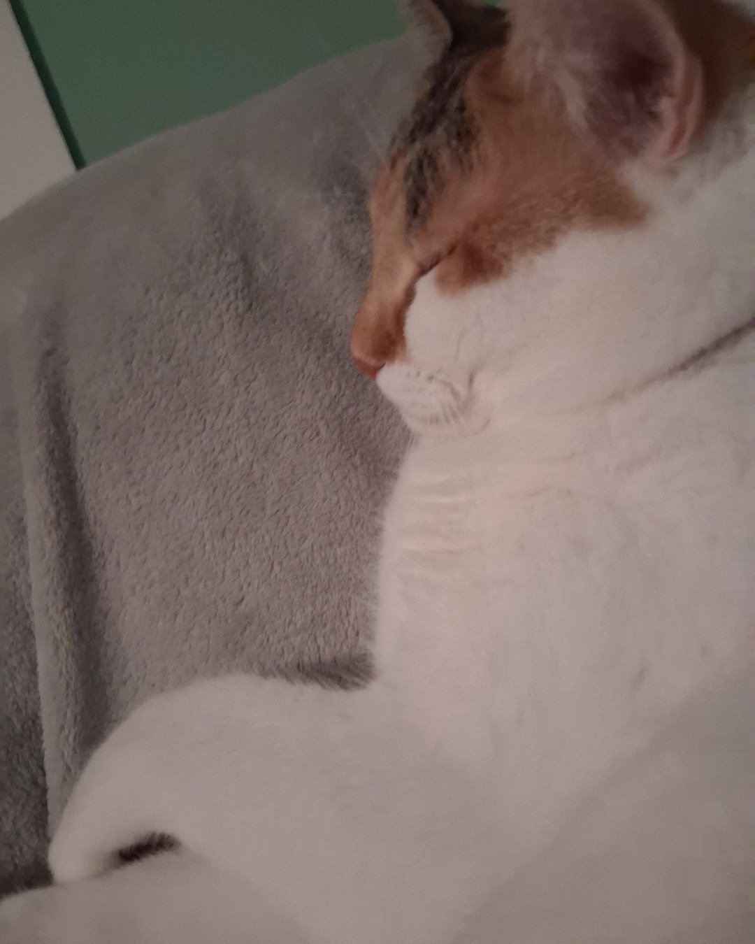Callie the Calico maincoon. Couch, Furniture, Person, Sleeping, Cat, Kitten