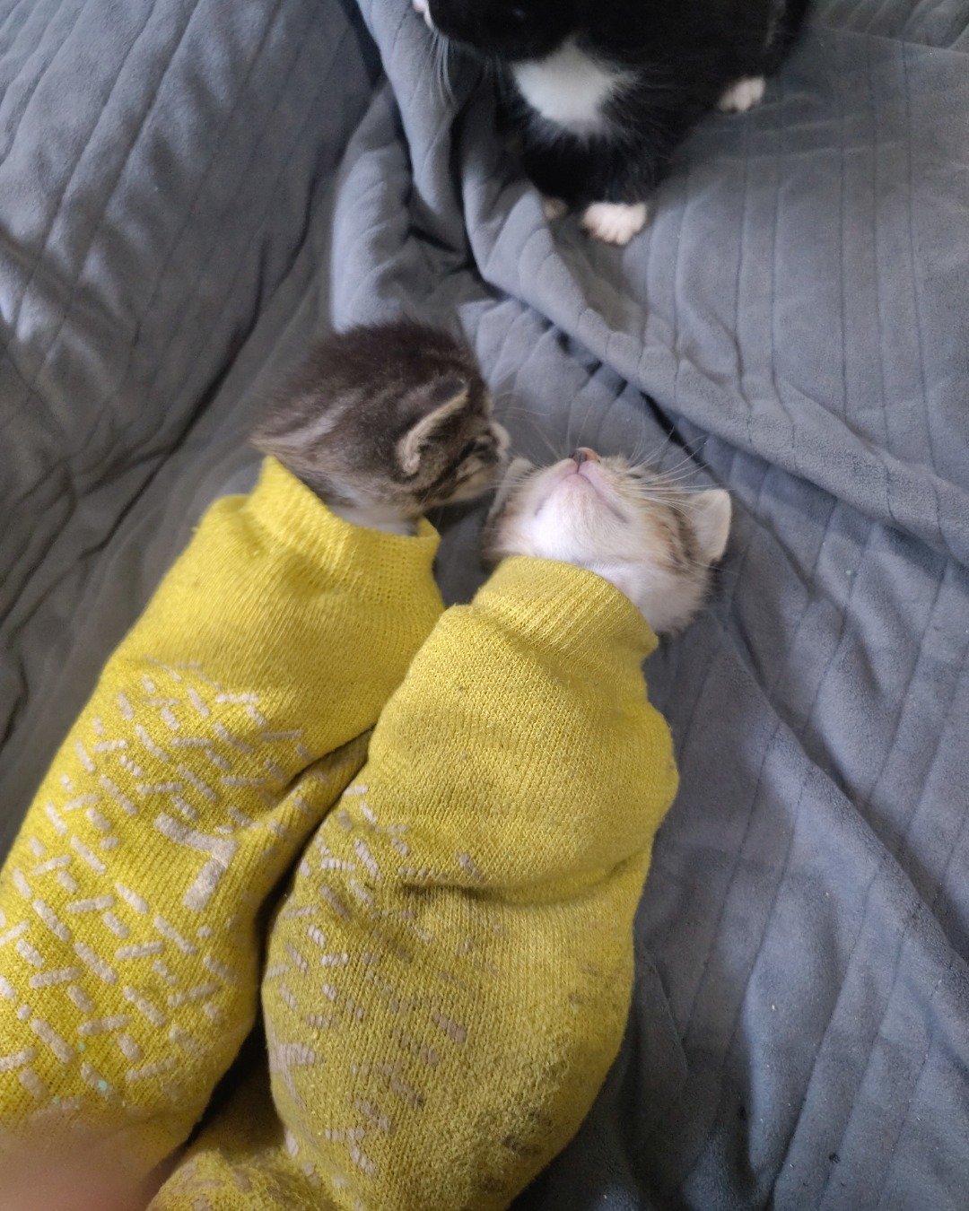 China the tabby. Couch, Furniture, Cat, Kitten, Blanket