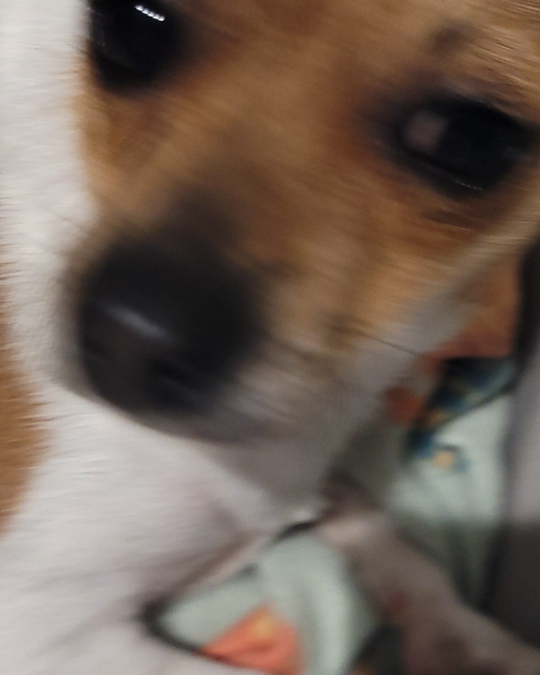 Kokito the Toy Fox Retriver. Dog, Puppy, Hound