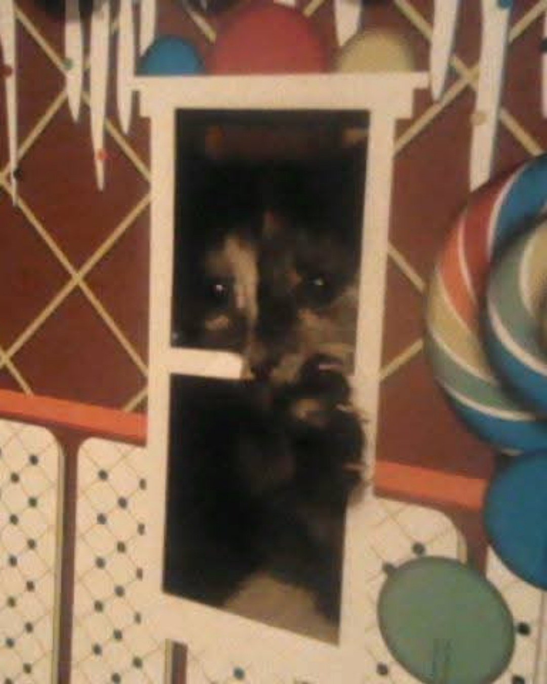 Gizmo. Dog, Puppy