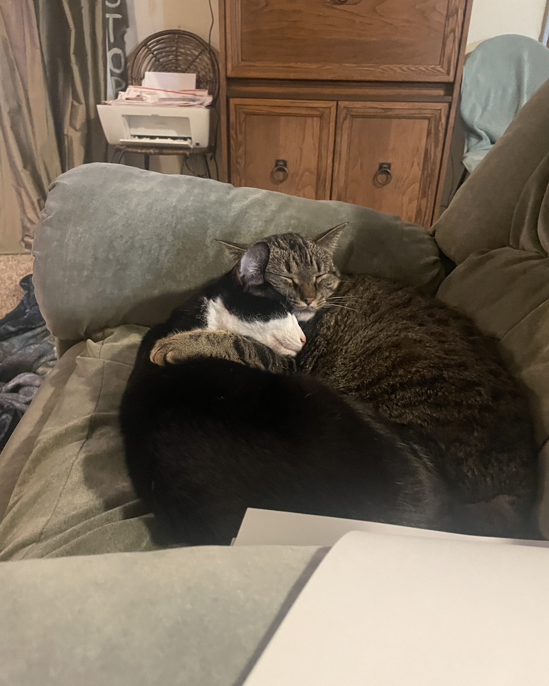 ReyRey — Couch, Furniture, Cushion, Home Decor, Cat, Chair