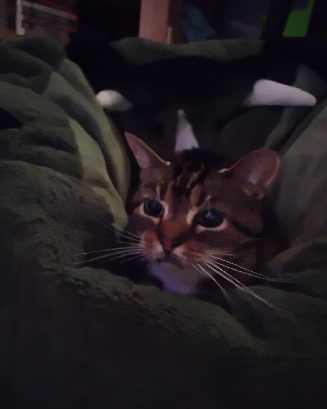 Shadow the Egyptian Tabby. Abyssinian, Cat, Kitten