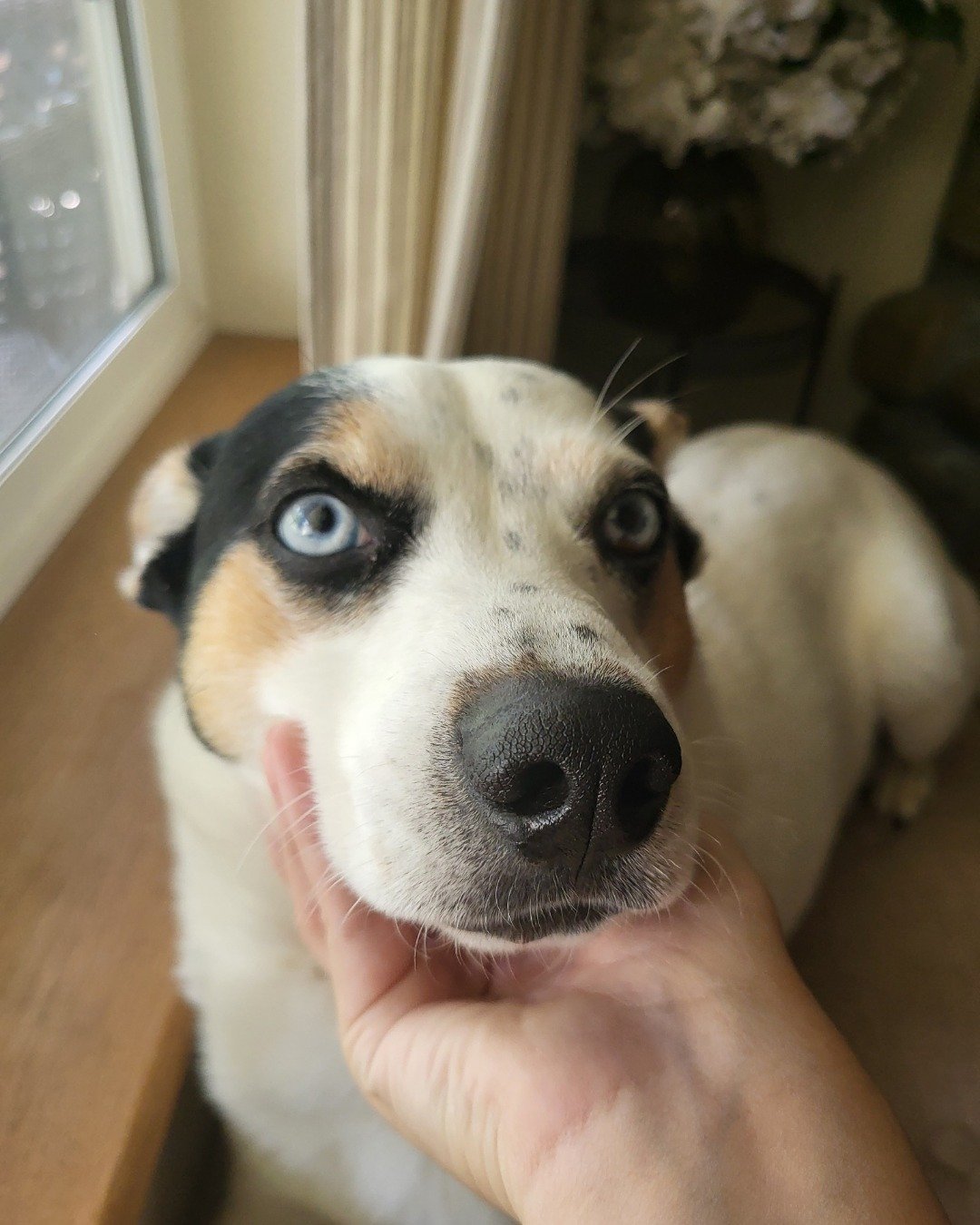 Billy the 1/4 Chihuahua 3/4 Queensland healer. Dog, Puppy, Hound, Husky