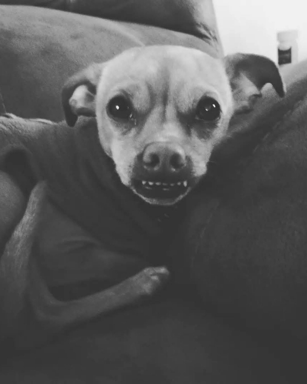 Freya Goddess the deer head Chihuahua. Dog, Puppy, Chihuahua
