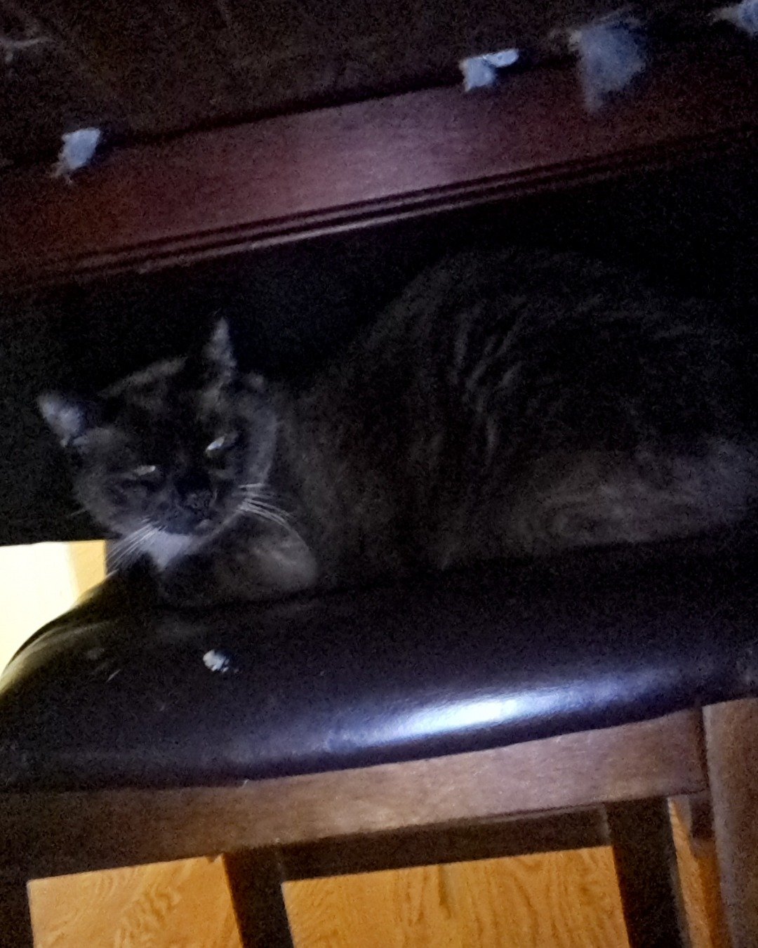 stub tail Stella🙃😎 (twin of Luna) the Siamese. Furniture, Chair, Cat