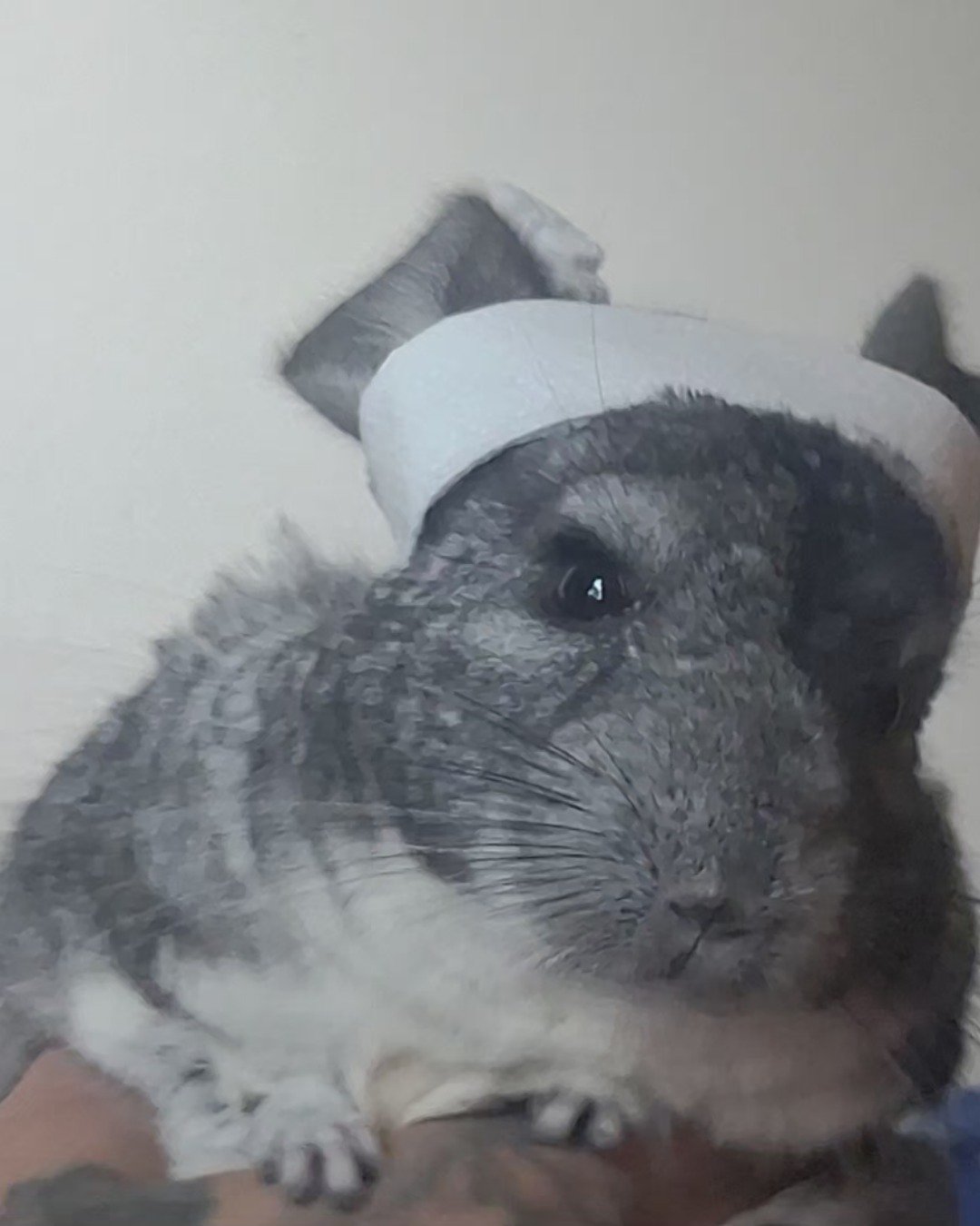 Chimmichanga the Chinchilla. Rodent, Dog, Chinchilla