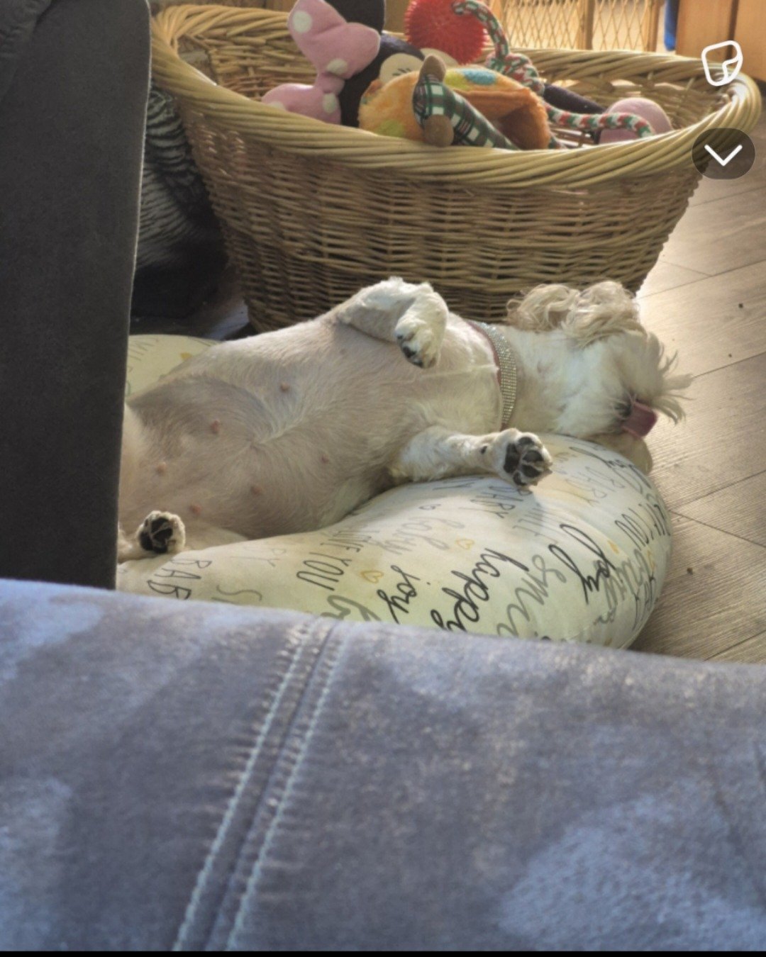 bambi the tedy bear. Dog, Puppy, Couch, Furniture, Basket, Cushion