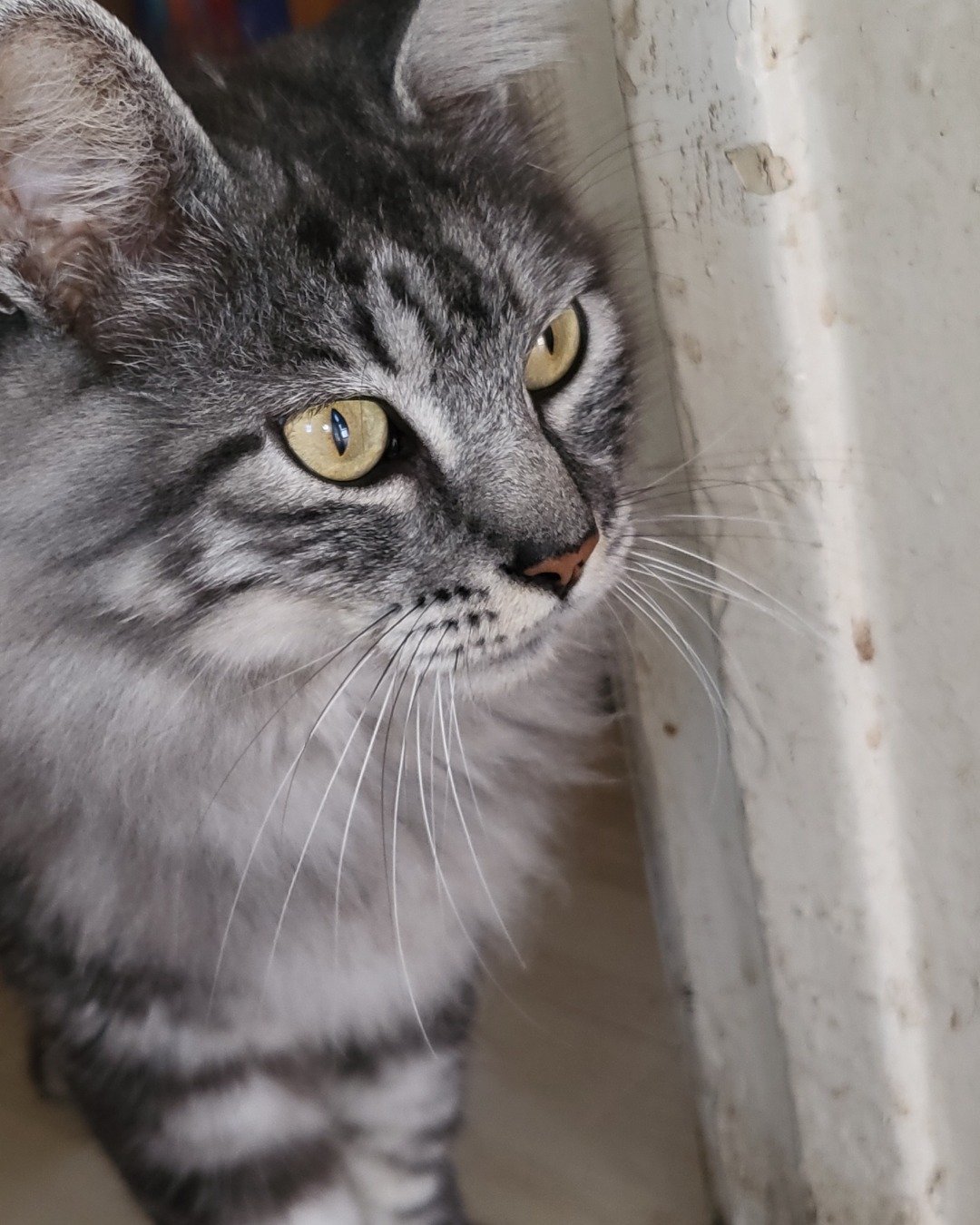 Yeti Freddie. Cat, Kitten, Manx