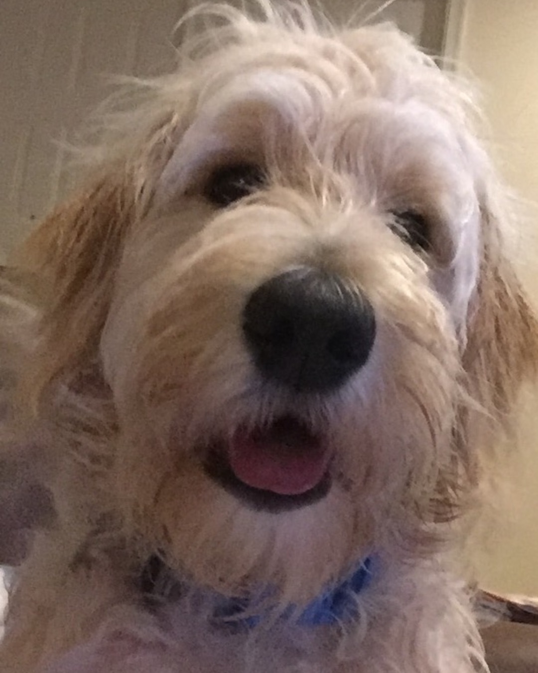 Bria the Goldendoodle