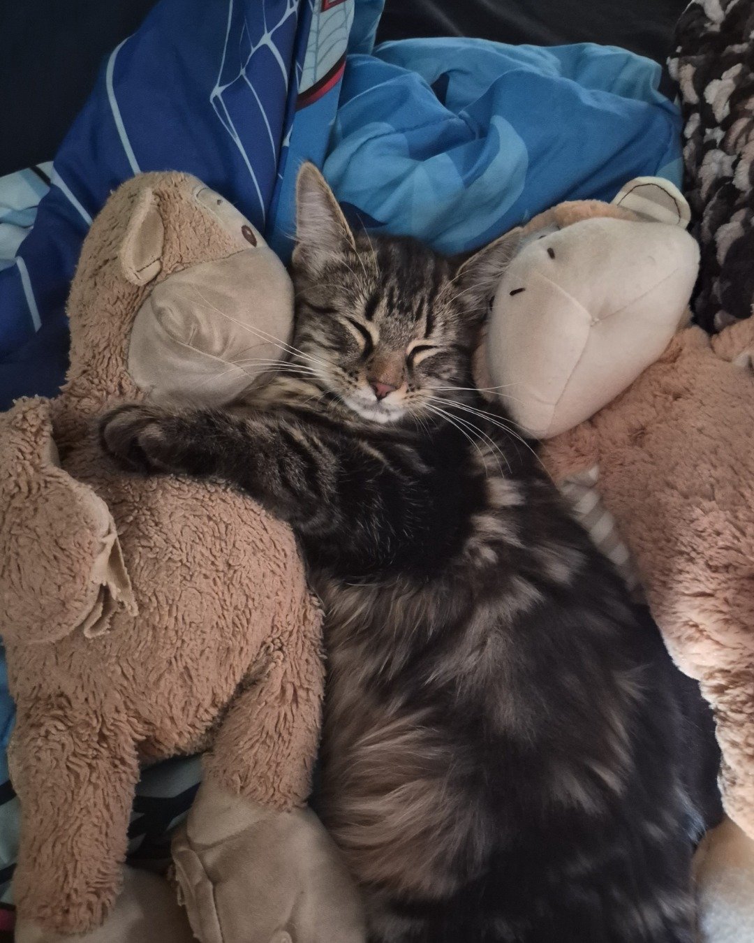 Noodle the Domestic longhair. Cushion, Home Decor, Couch, Furniture, Cat, Kitten
