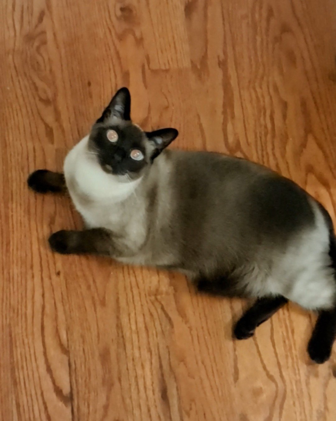 Luna🌙💫 (twin of Stella) the Siamese. Wood, Cat, Hardwood, Floor, Flooring, Siamese