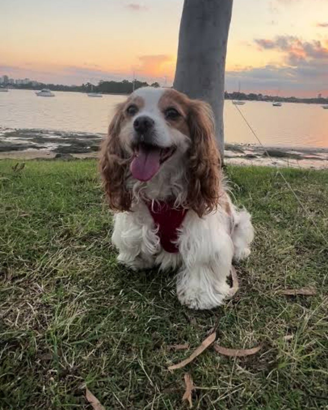 this is on-jo the Balinese. Dog, Cocker Spaniel