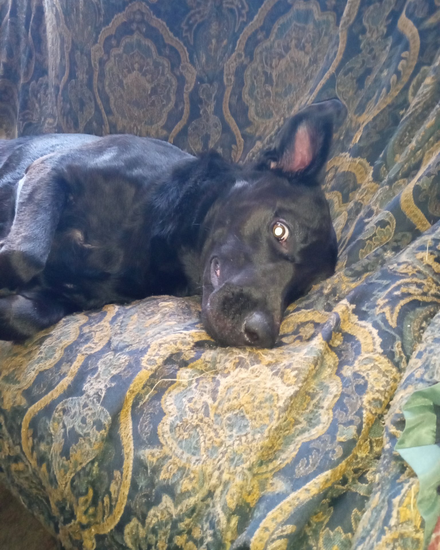 Titan the black Lab. Couch, Furniture, Cushion, Home Decor, Dog, Puppy