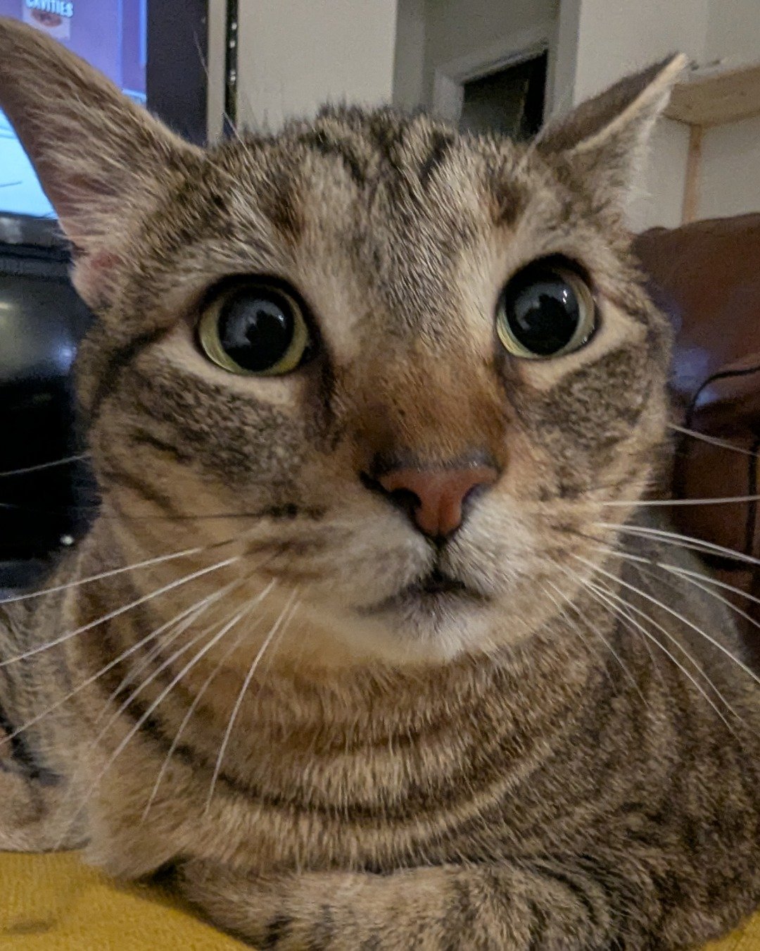 Cheddar Biscuit the Brown Tabby Shorthair. Abyssinian, Cat, Electronics, Screen, Computer Hardware, Hardware
