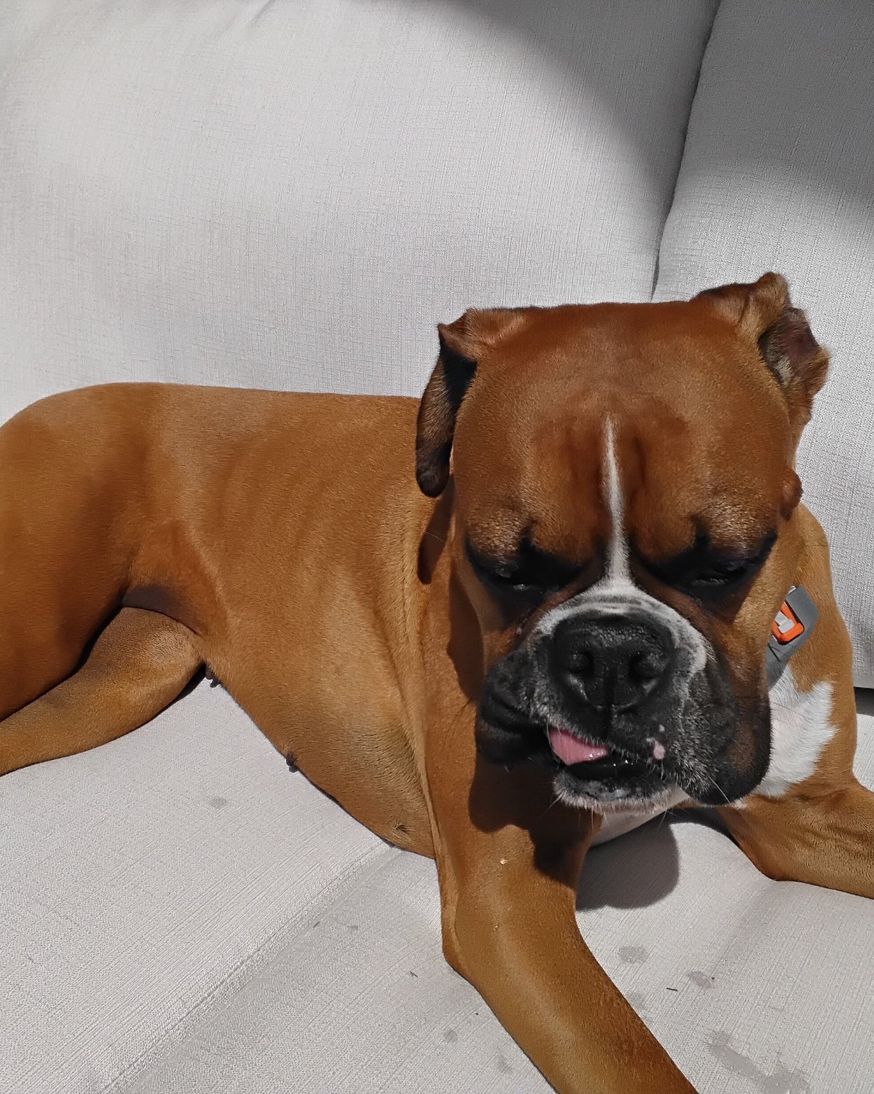 Niya the Boxer. Boxer, Bulldog, Dog