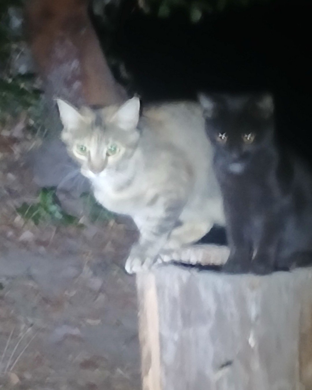 kittens. Plant, Tree, Cat, Kitten