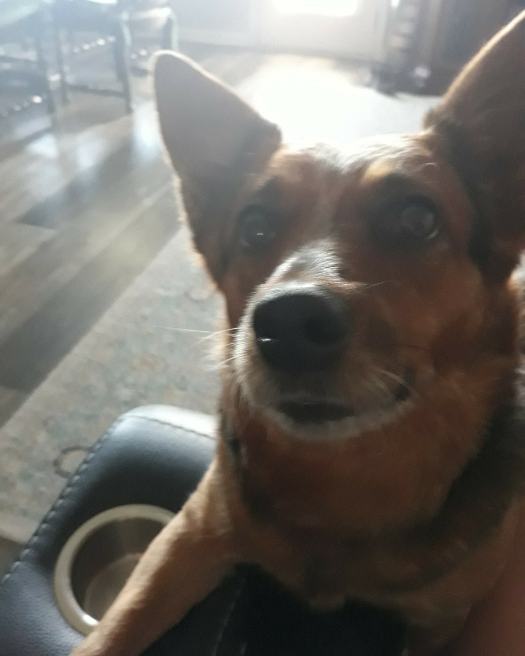 izzy the astrulan sheperd. Dog, Puppy