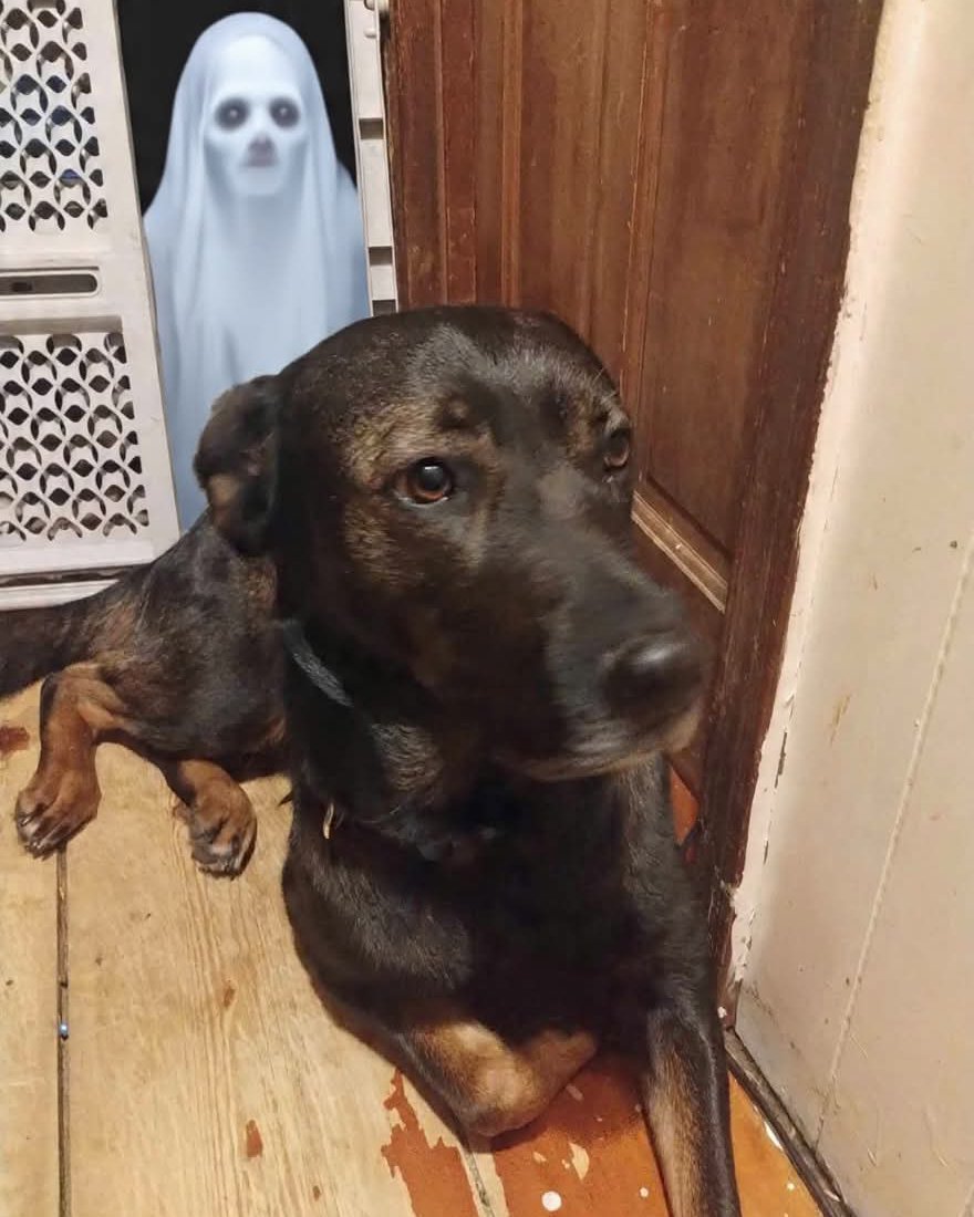 Peaches the German Shepherd, Rottweiler (little dachshund too). Dog, Wood, Hardwood, Person