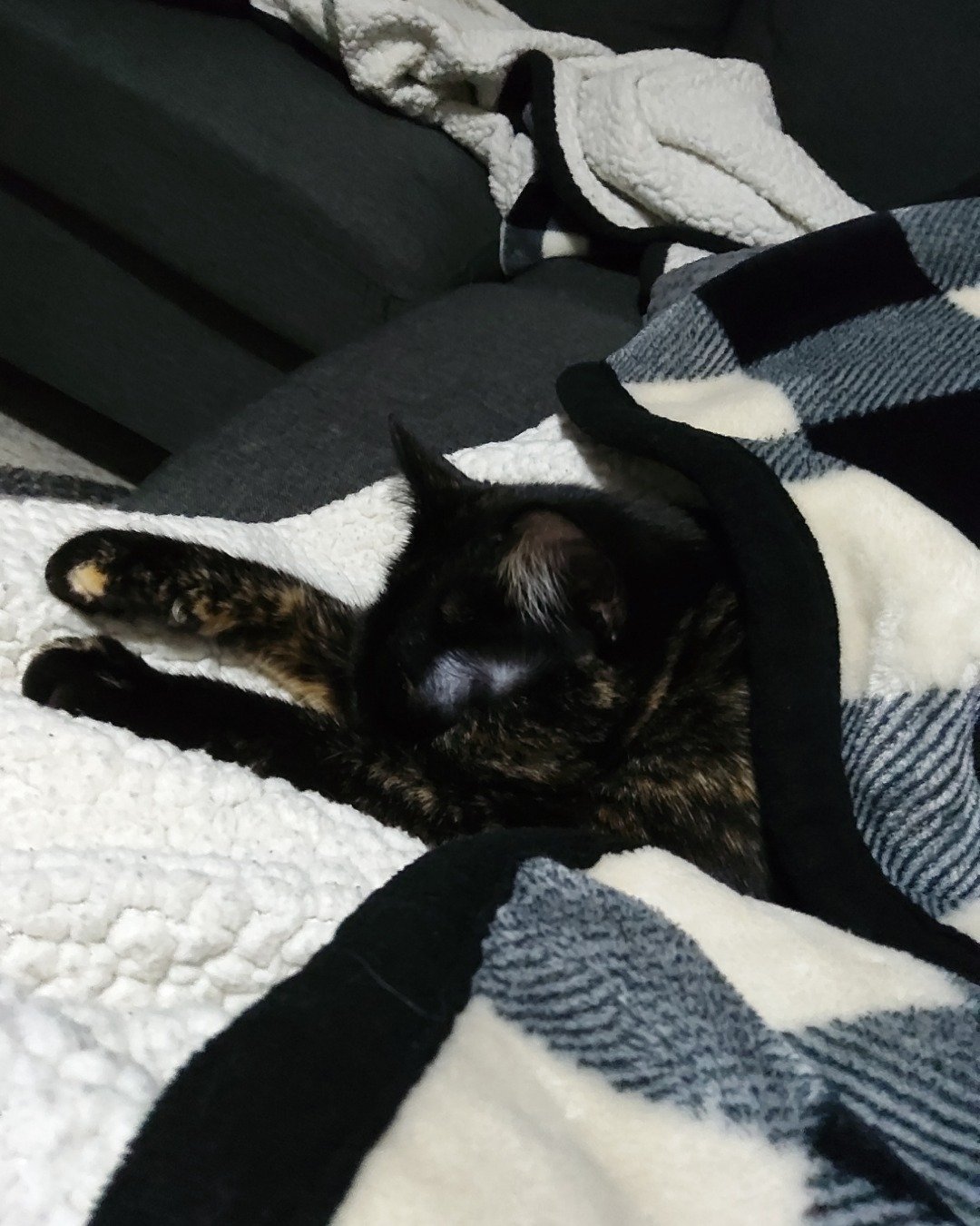 Cherry. Blanket, Quilt, Couch, Furniture, Cat