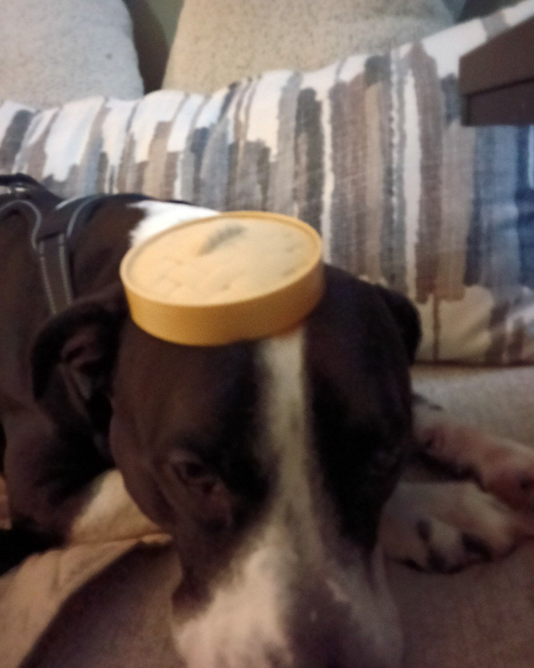 Kelce the idk. Cushion, Home Decor, Couch, Furniture, Dog, Puppy
