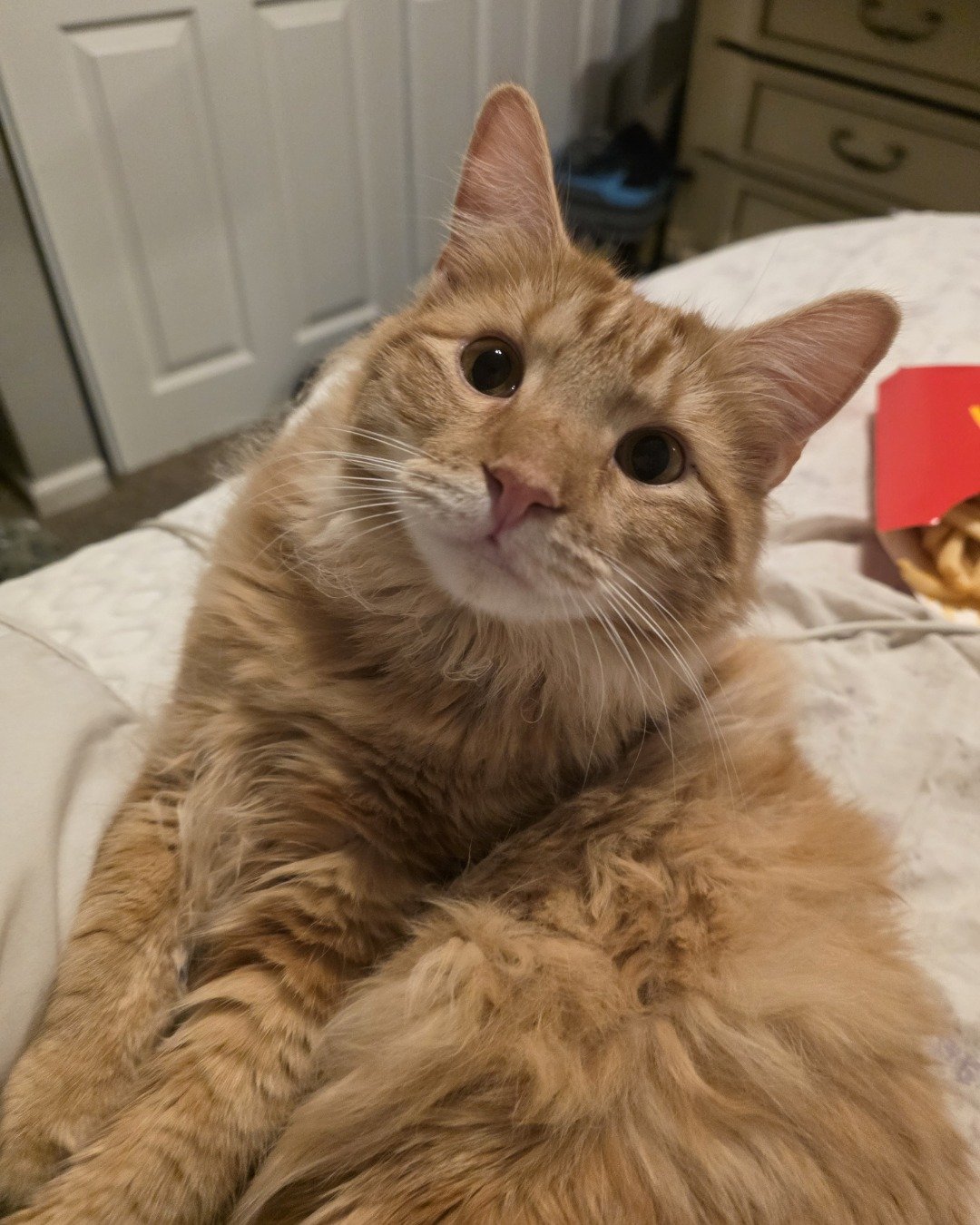 Jean-Luc the Orange Domestic Longhair. Wood, Cat, Manx, Indoors, Interior Design, Furniture
