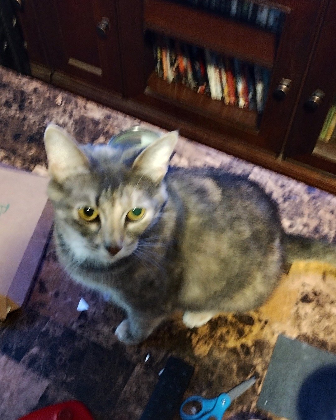 Kitty the gray cat. Scissors, Furniture, Cat