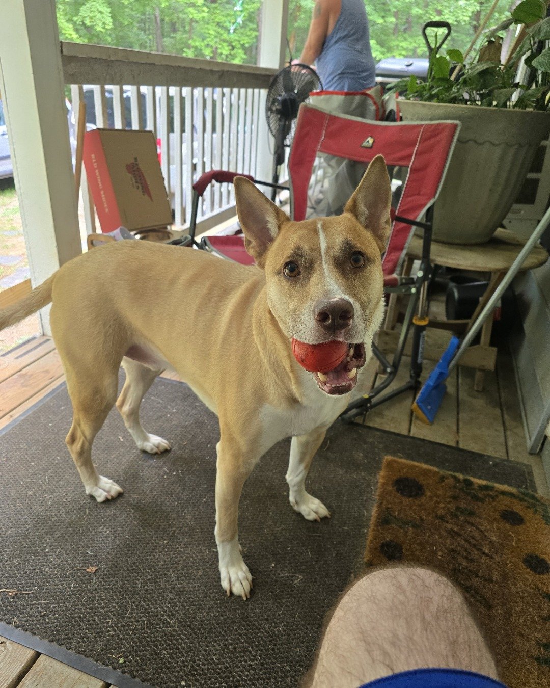 Gizmo the Basenji/Pit Mix. Plant, Potted Plant, Jar, Planter, Pottery, Vase