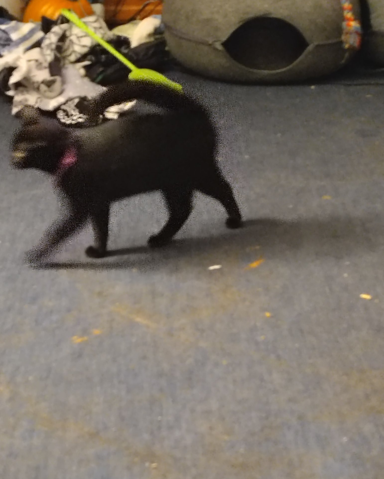 Wendsday the Black Kitty. Accessories, Strap, Cat, Black Cat