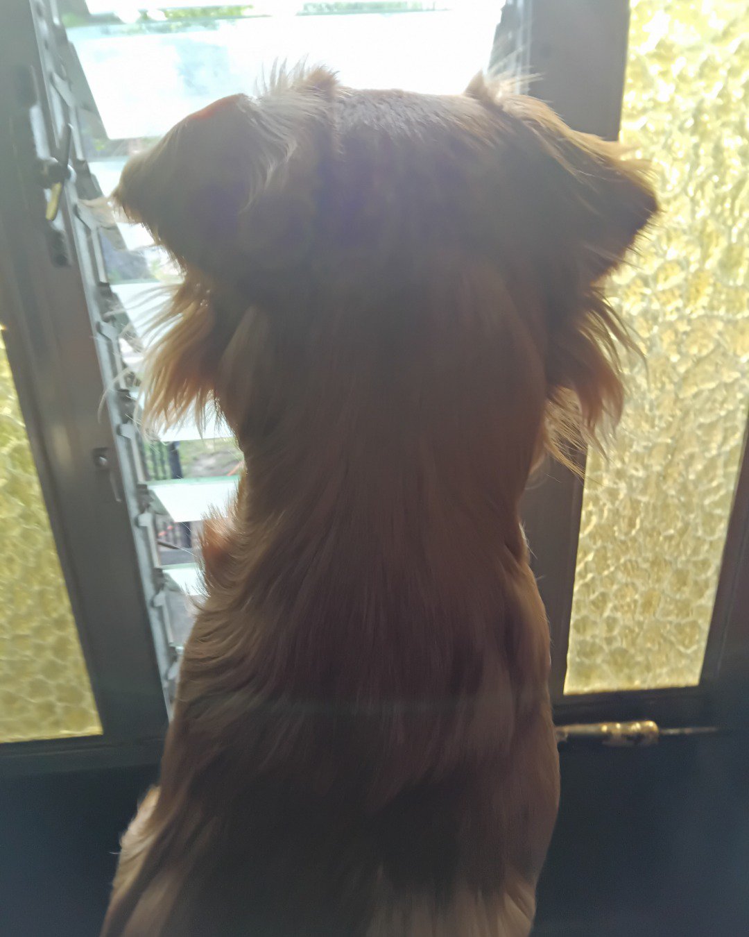 Yuri the PugZu. Dog, Puppy, Adult, Female, Person, Woman