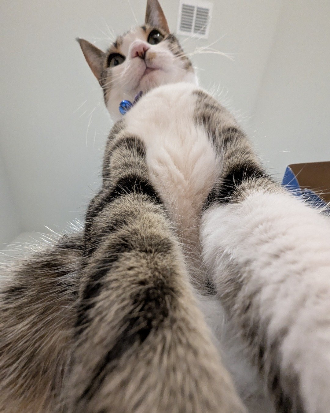 Kima the Piebald Shorthair. Cat, Kitten, Manx