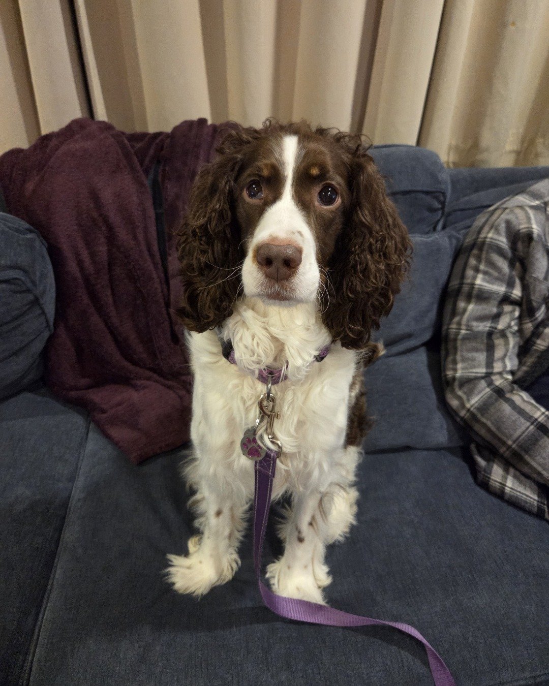 Sparky the English Springer Spaniel. Couch, Furniture, Cushion, Home Decor, Dog, Puppy